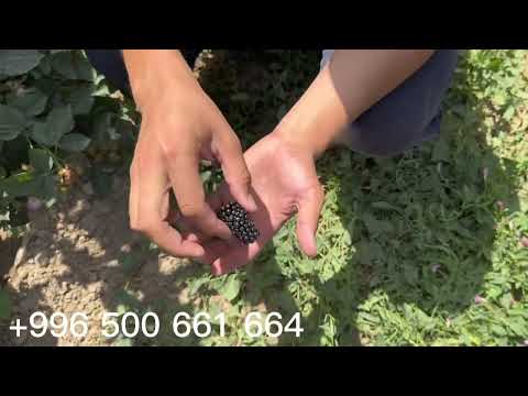 Видео: Ежевика, ежевика деген ушул болот. Блэк Джем сорту толук маалымат бердим