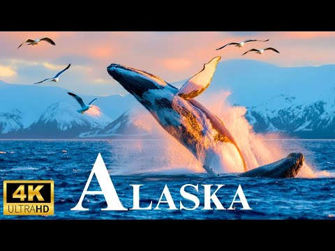 Видео: Дикая Аляска 4K — Дикая природа Аляски, жизнь в дикой природе | Живописный фильм для релаксации