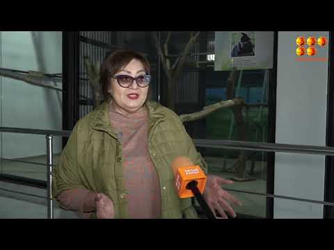 Видео: В Карагандинском зоопарке родила обезьяна вида Мангобей