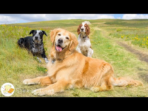 Видео: 12 часов успокаивающей антитревожной музыки для собак 🐶 Снятие стресса и музыка для глубокого сна...
