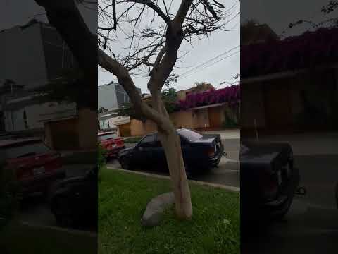 Видео: Пешая прогулка по зимней Лиме