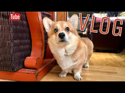 Видео: Наш день с Таффи | Вельш корги /IKEA