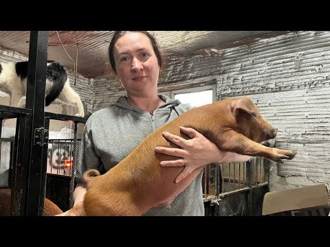 Видео: Весенние опоросы свиней Дюрок.