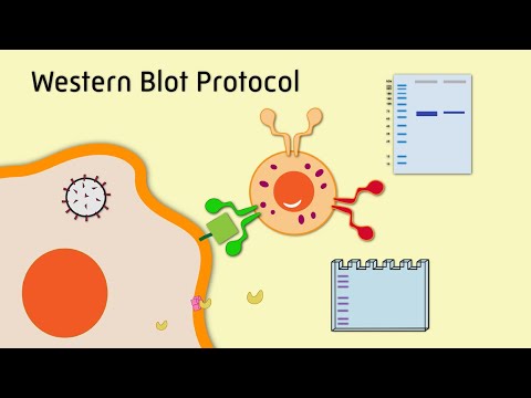 Видео: Протокол вестерн-блоттинга