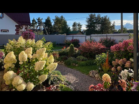 Видео: 🍁Мои прекрасные осенние ГОРТЕНЗИИ 🍂Готовлюсь к новому сезону 🌱укореняю черенки🌱🍂🍁