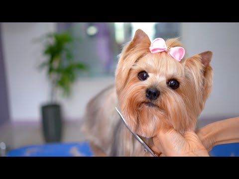 Видео: Я подстригла волосы после того, как отращивала их 8 лет! Итак, я красивая? ✂️❤️🐶