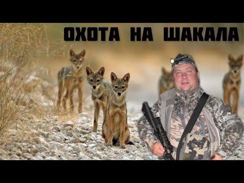 Видео: Охота на шакала. Начало сезона. 11 хищников добыто.