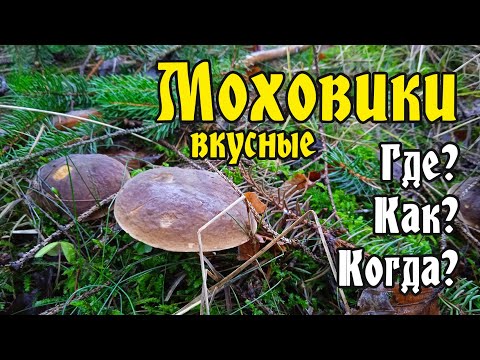 Видео: НОВИЧКАМ. МОХОВИКИ - ВКУСНЫЕ ГРИБЫ. ГДЕ И КОГДА РАСТУТ
