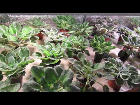 Видео: СКОЛЬКО ПЕРЕЛИВОВ МОЖЕТ ВЫДЕРЖАТЬ ФИАЛКА