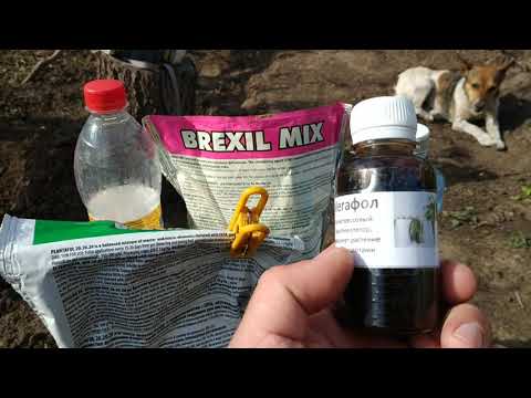 Видео: НАДЁЖНАЯ СХЕМА ОБРАБОТКИ ВИНОГРАДНИКА ПЕРЕД ЦВЕТЕНИЕМ. 2020г