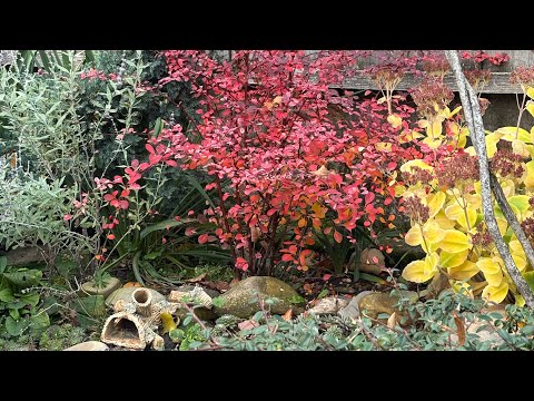 Видео: Зміни на ділянці після викопування троянд! Вся в планах ! Осінні теплі дні🍂🍄🍁