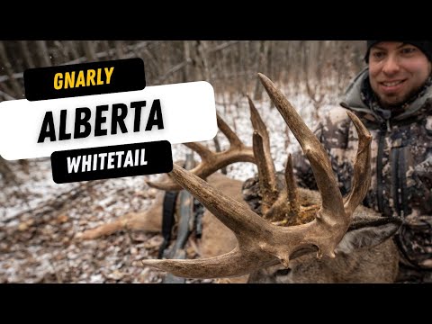 Видео: Старый, но крутой белохвостый олень из Альберты — мой третий гигантский олень за 3 года — он почт...