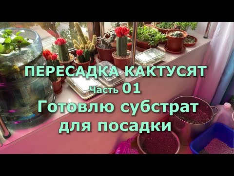 Видео: ПЕРЕСАДКА КАКТУСЯТ - 01 Готовлю субстрат для посадки #кактусы #суккуленты #КомнатныеРастения #почва