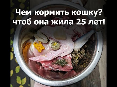 Видео: Как правильно кормить кошку? Натуральное питание кошек.