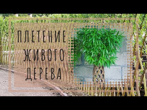 Видео: Плетеное ЖИВОЕ дерево. Woven living tree made of twigs. МАСТЕР-КЛАСС! #плетеноедерево #livingtree