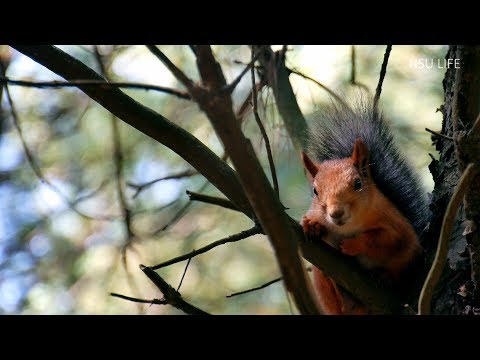 Видео: Подсказано НГУ.  Академгородок