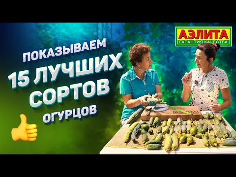 Видео: Выбрали 15 лучших Сортов Огурцов