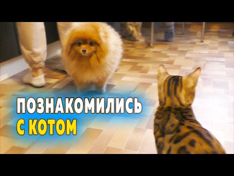 Видео: Шпицы в мире животных. Приехали в гости. Бенгальский кот в шоке. Первый мороз