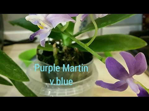 Видео: 19.09.20.пересадка ОРХИДЕИ Purple Martin blue