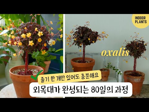 Видео: [4K] Весь процесс изготовления Oxalis в вертикальном стиле за 80 дней