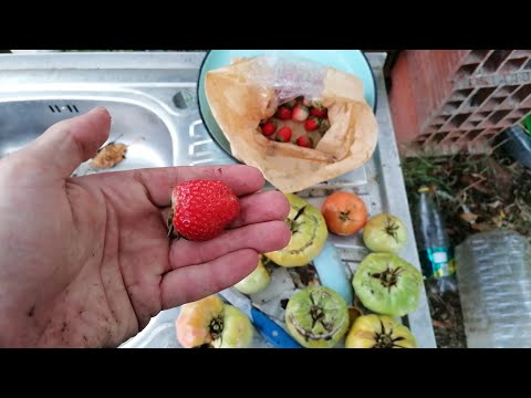Видео: Ягодите са в разгара си! 