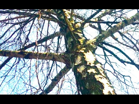 Видео: Весенний релакс Как я собираю БЕРЕЗОВЫЙ СОК!