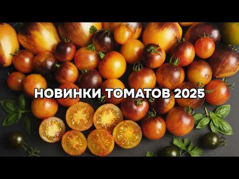 Видео: 5 НОВЫХ СОРТОВ ТОМАТОВ ДЛЯ ОТЛИЧНОГО УРОЖАЯ!