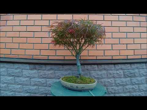 Видео: Клёны Японские бонсай Japanese Maples bonsai 2023 год 1 часть