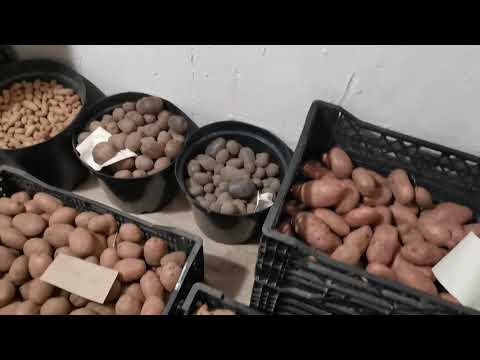 Видео: Что случилось с Сарпо Мира. Репортаж из закромов Помидома
