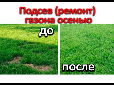 Видео: Подсев (ремонт) газона осенью.