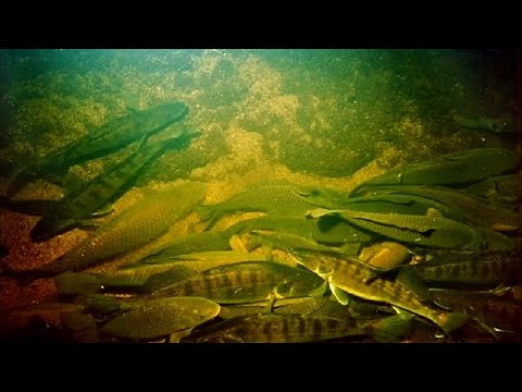 Видео: Волга. Подводная Охота на Свалах