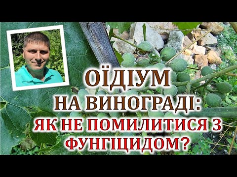 Видео: Оїдіум на винограді: як не помилитися з фунгіцидом?