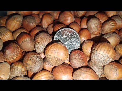 Видео: Медвежий орех семена и саженцы 2025 Ростов-на-Дону | Gro-winG