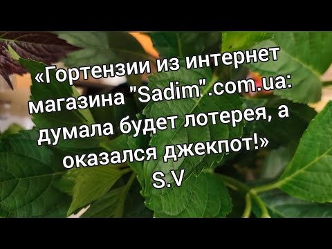 Видео: Распаковка...Гортензии из интернет магазина "Sadim"...думала будет лотерея, а оказалось джекпот!!!