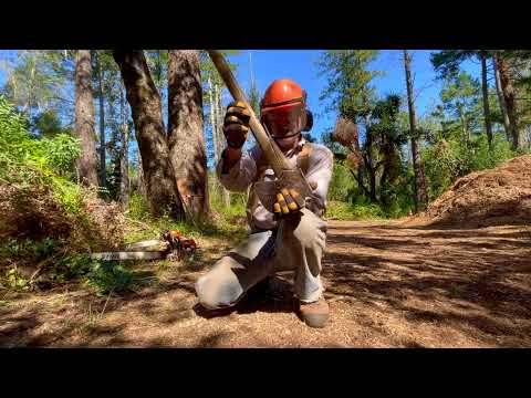 Видео: 6 клиньев против большой толстой мертвой ели