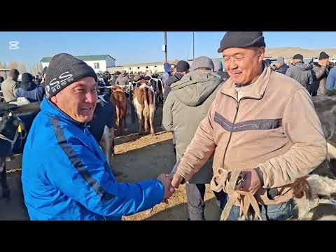 Видео: 18.11.2025.Сарыағаш мал базары.Сиырлар,сиырлар бузаумен,буқалар,қашарлар,таналар,бузаулар.🐄🐮🐂🐄🐮🐂🐄🐂🐮🐄