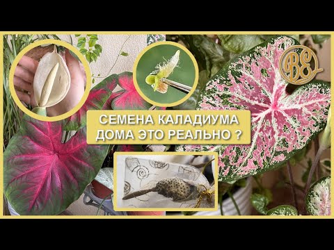 Видео: Семена каладиума дома это реально? Caladium seeds and seedlings