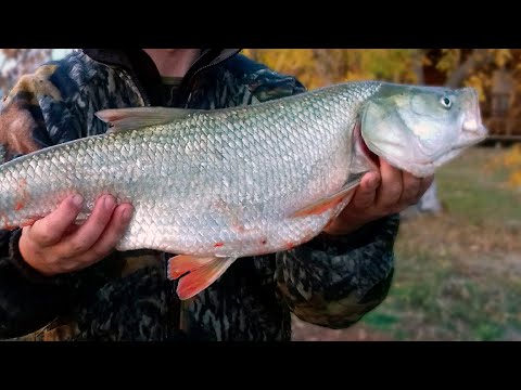 Видео: Заставить жереха АТАКОВАТЬ! Проверенные воблеры для ловли жереха в заброс и троллингом