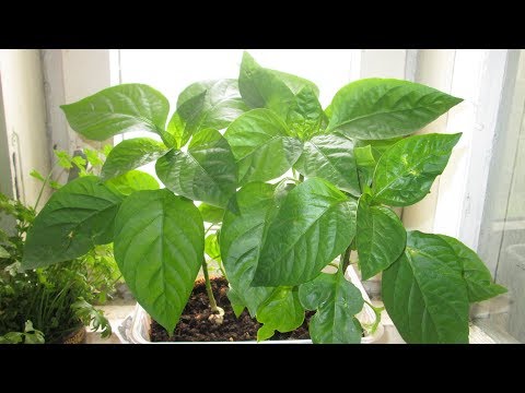 Видео: Посев перцев  Всхожесть отличная!