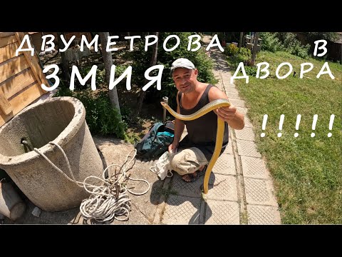 Видео: ЗМИЯ В КЛАДЕНЕЦ СПАСЯВАНЕ SNAKE RESQUE FROM A WELL #animals #reptiles #snake #yard #животни#herping