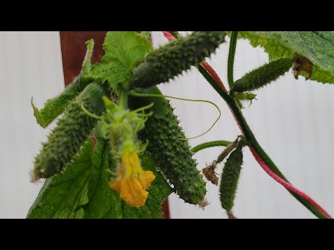 Видео: Урожай огурцов и томатов в ноябре , Германия. 