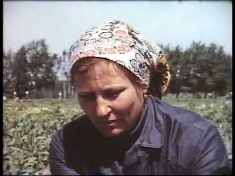 Видео: Выращивание земляники во промышленной технологии