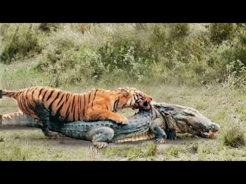 Видео: Тигры на охоте! Как охотится самая большая кошка на планете