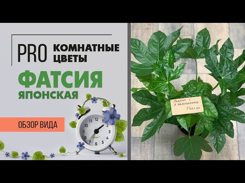 Видео: Фатсия японская или аралия - растение ладошка | Как правильно ухаживать