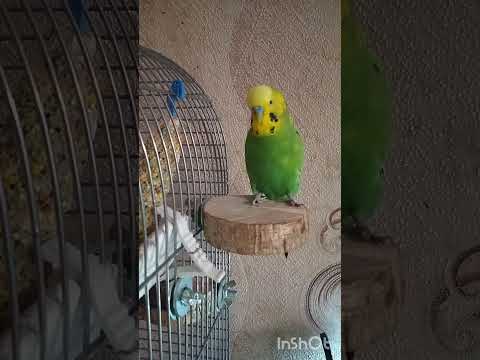 Видео: Папужка Кєша співає.Невгамовний Кєшка❤️