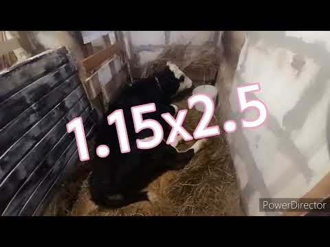 Видео: Сарай на 4 коровы и теленка/ Рум - Тур по Коровнику/ Итоги работы/