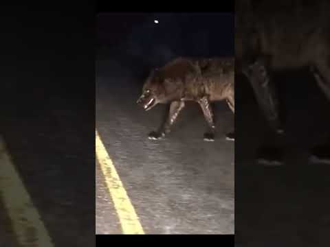 Видео: Огромны волк был замечен в Казахстане