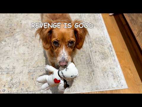 Видео: Моя собака отомстила