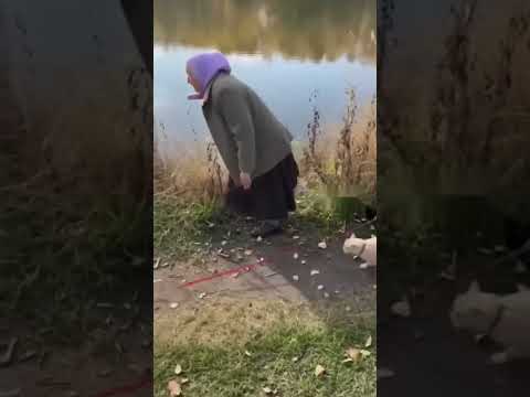 Видео: 28 жовтня 2025 р.