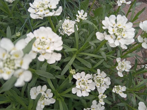 Видео: Зимозелені. Іберіс вічнозелений (Iberis sempervirens) - щільний зелений килим